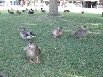 DSCN0040_thumb.jpg